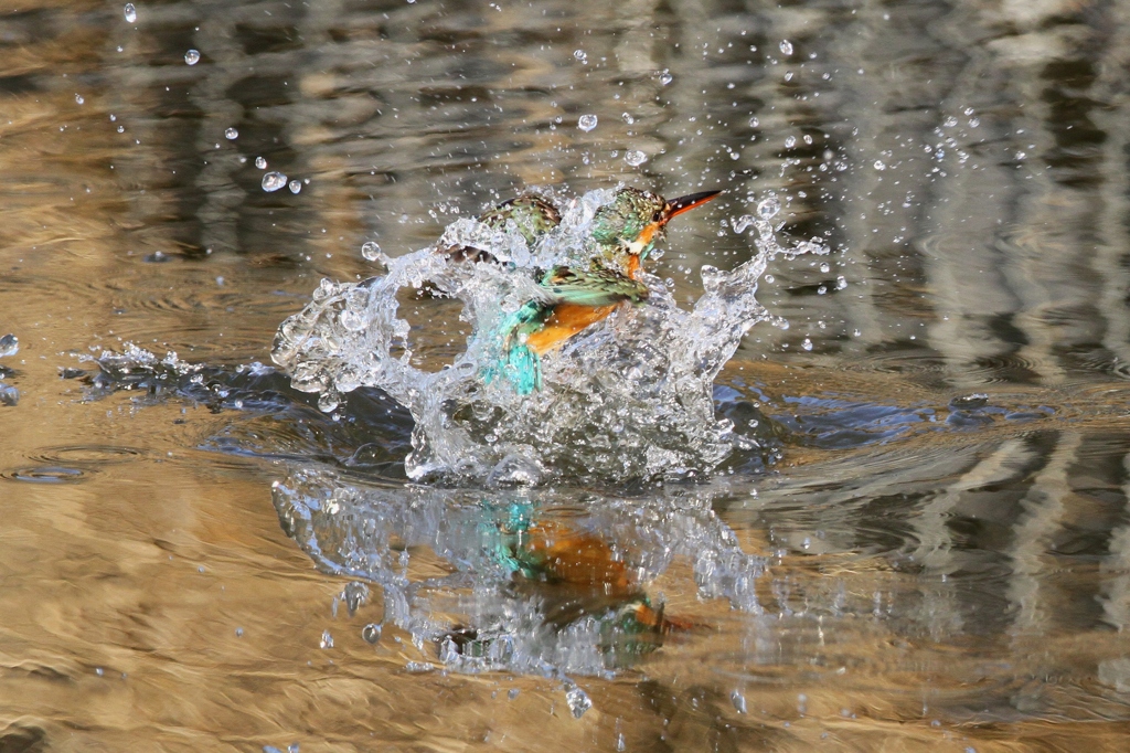 カワセミ　涼しげな水絡み