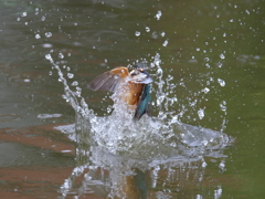 幼鳥が元気でした－１