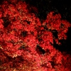 夜紅葉