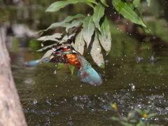 あ～　木が気になる
