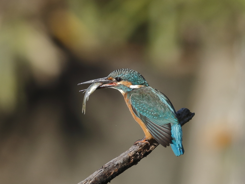 7D MarkⅡ　止まり物－２