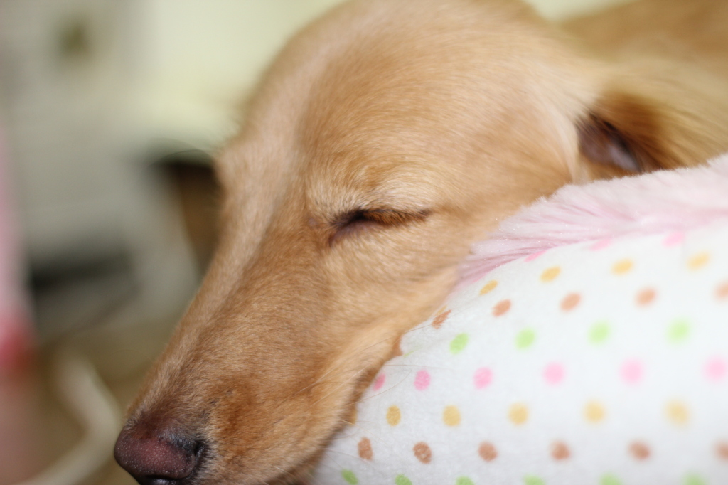 うちの、くぅちゃんぐっすりオヤスミ中
