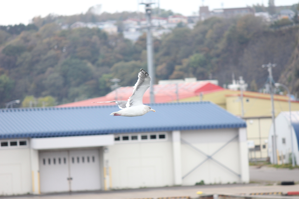 大空を舞う②