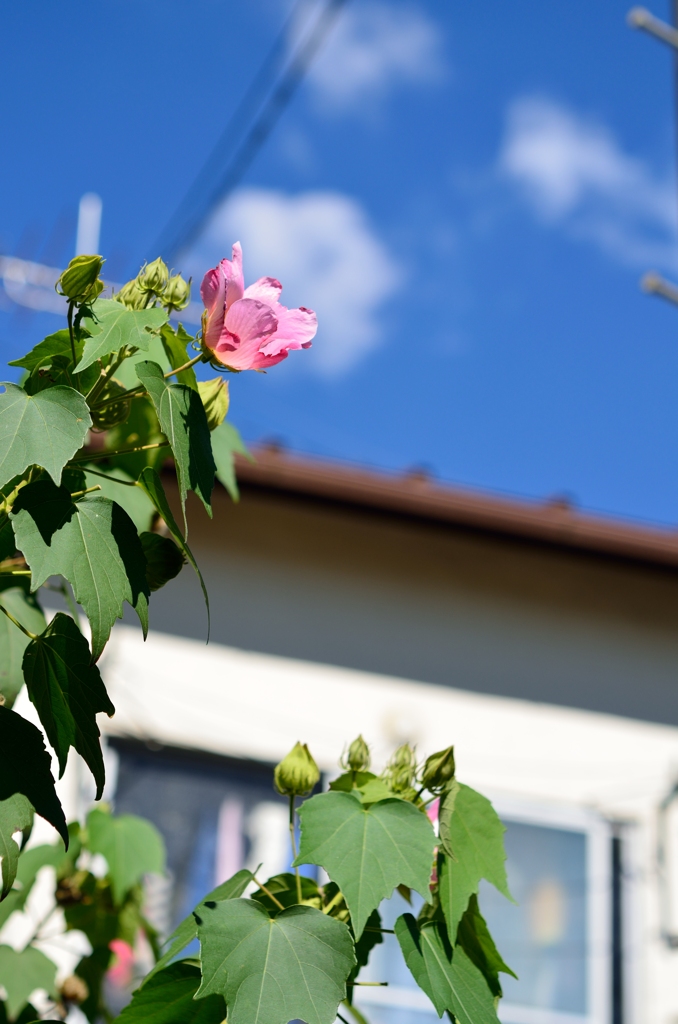 住宅地の華