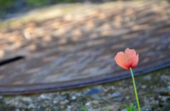 日陰の花