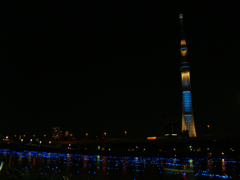 東京ホタル