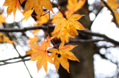 紅葉
