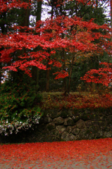 紅葉の「赤」