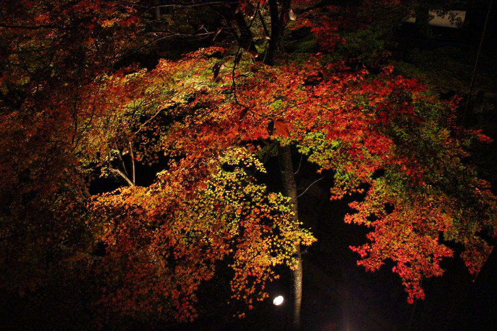 宵闇の紅葉