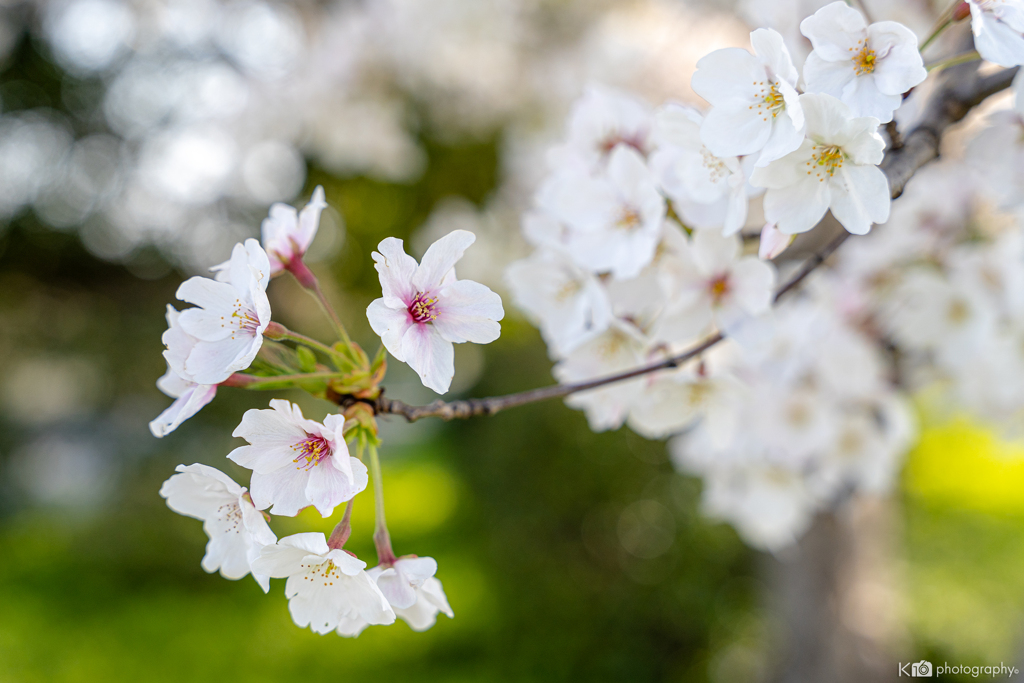 2020 Sakura 3