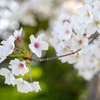 2020 Sakura 3
