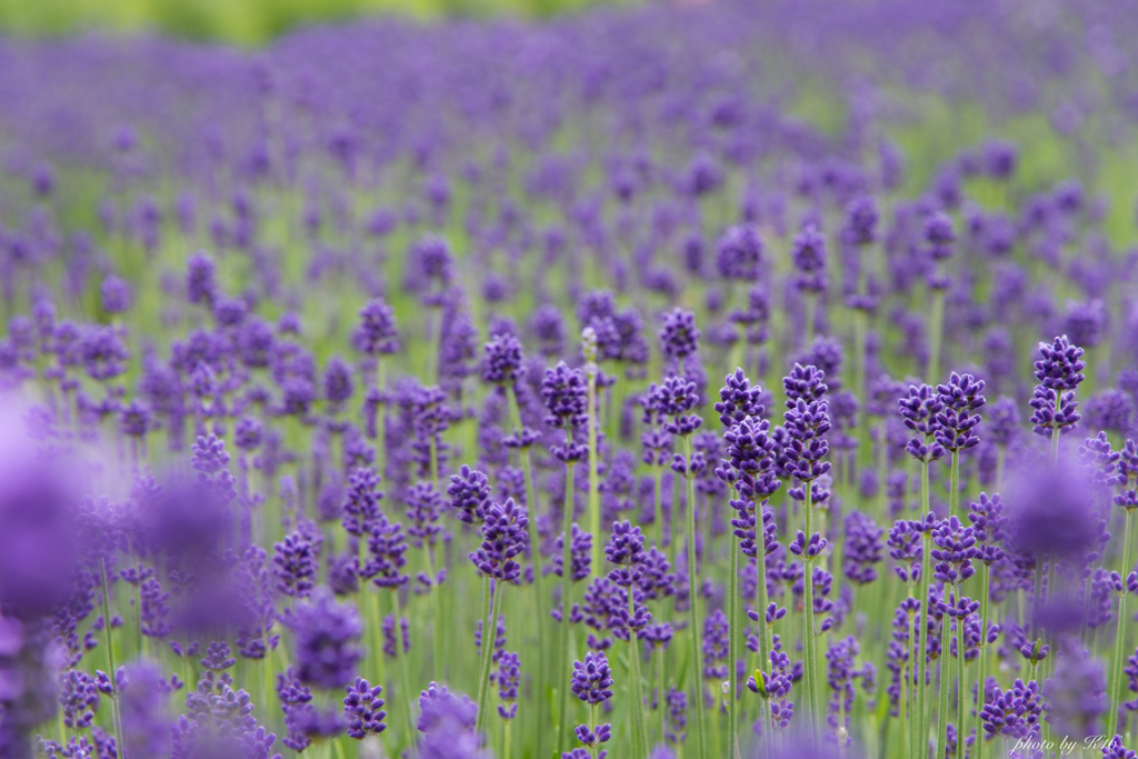 初夏の訪れ 〜Lavandula〜 ハーブの女王！ 