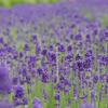 初夏の訪れ 〜Lavandula〜 ハーブの女王！ 