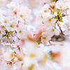 2020 Sakura 2