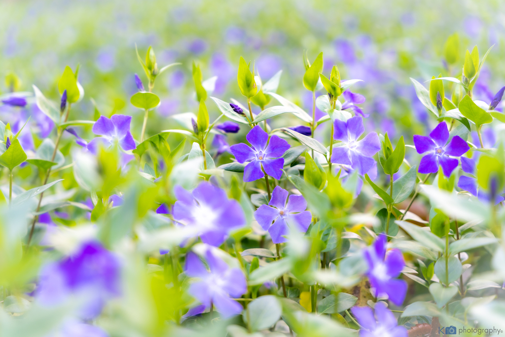 春散歩、Flower2