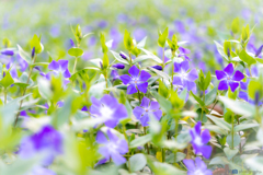 春散歩、Flower2