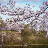 2020 Sakura 5