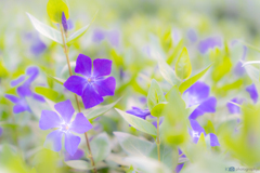 春散歩、Flower