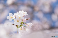春の笑顔〜桜〜