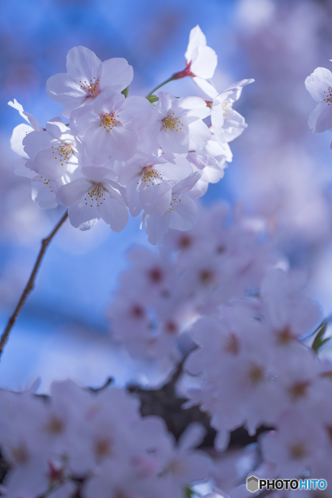 春の笑顔〜朝桜〜