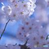 春の笑顔〜朝桜〜