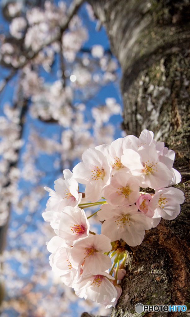 春の笑顔〜桜色〜