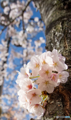 春の笑顔〜桜色〜