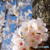 春の笑顔〜桜色〜