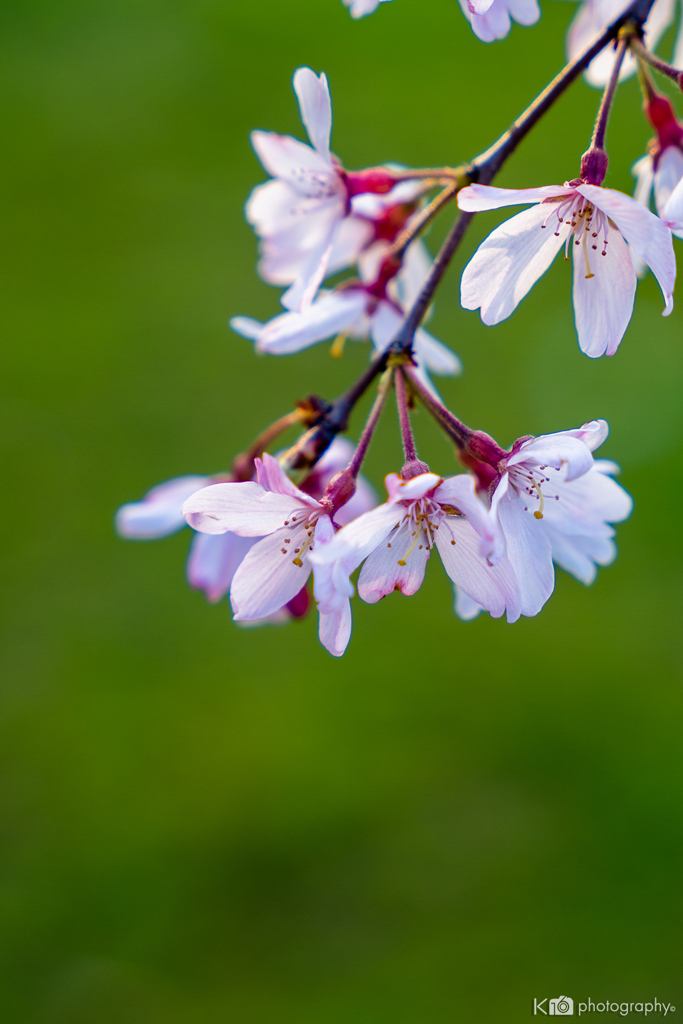 2020 Sakura 4