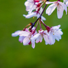 2020 Sakura 4