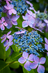 紫陽花