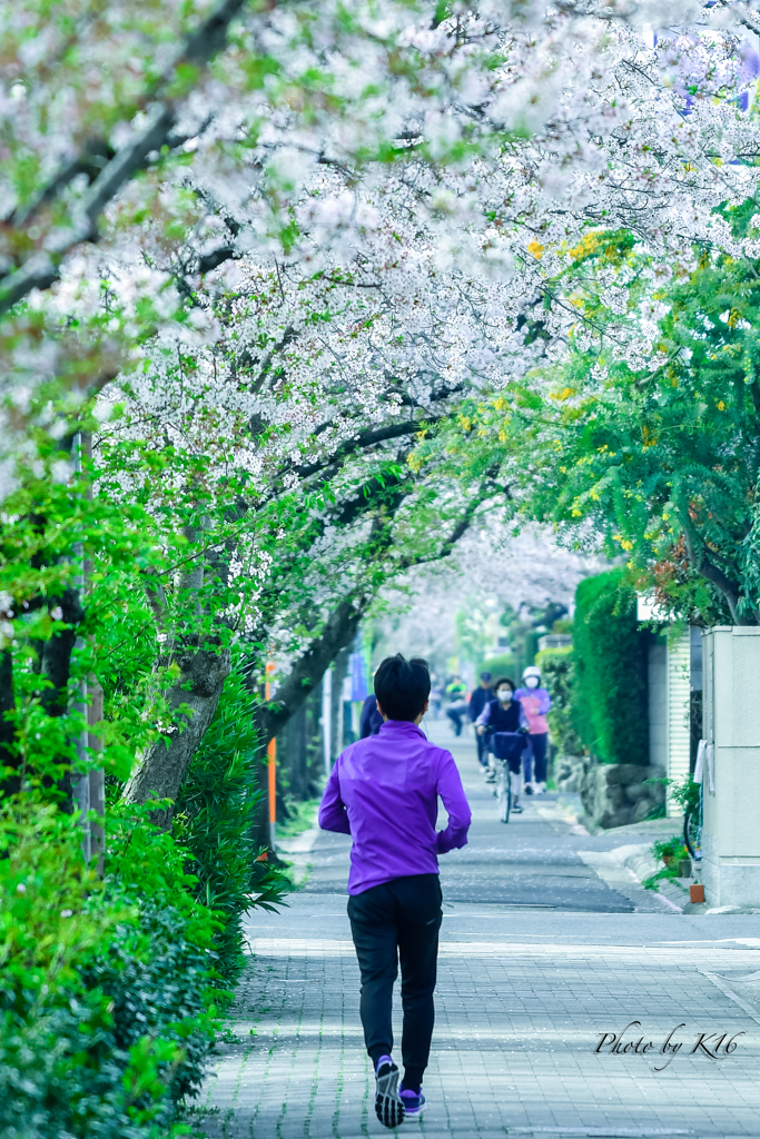桜 x Jogging