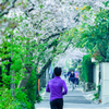 桜 x Jogging