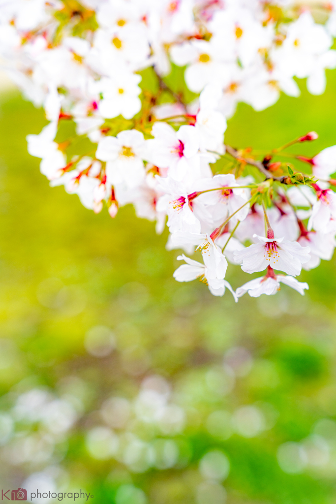 2020 Sakura 1