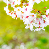 2020 Sakura 1