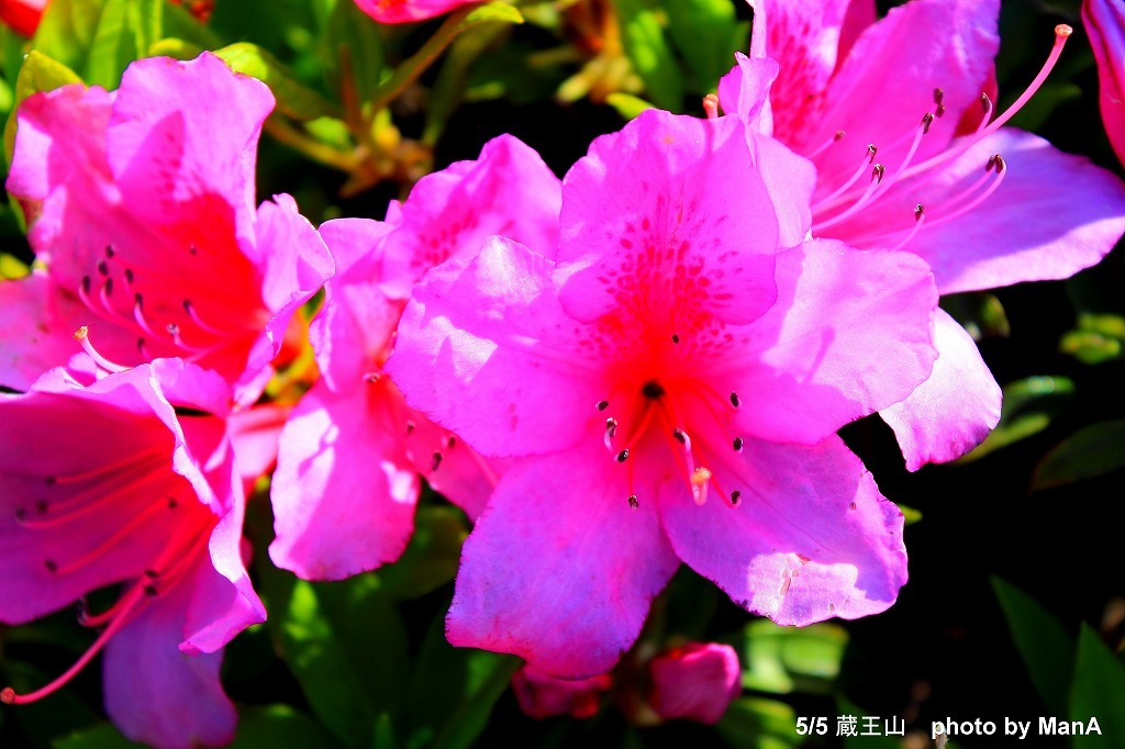 ピンクのお花