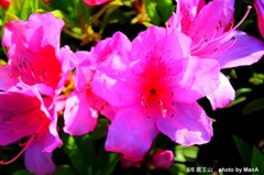 ピンクのお花
