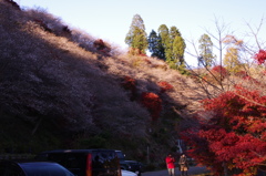 紅葉と桜の二重奏