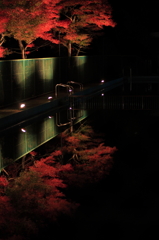 紅葉×プール