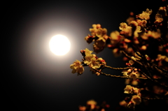 月×桜