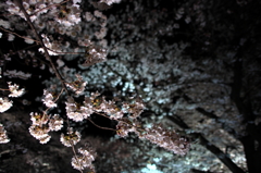 桜×桜