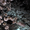 桜×桜