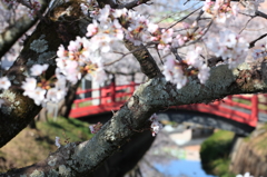 桜×赤い橋