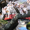 桜×赤い橋