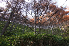 木共