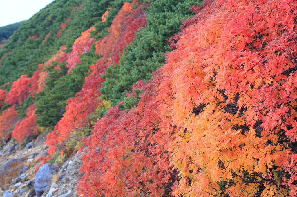 乗鞍紅葉3