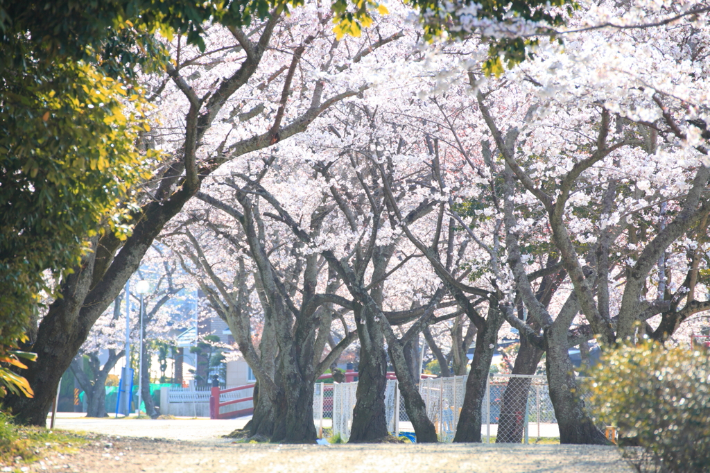 近所の桜
