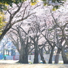 近所の桜