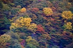 ヘブンス紅葉1