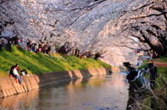 桜
